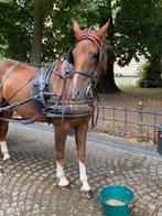 lieve, betrouwbare ruin, Dieren en Toebehoren, Ruin, Tuigpaard, Gechipt, 11 jaar of ouder