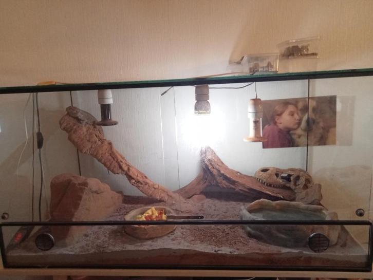 Pogona et terrarium , peut être livré., Dieren en Toebehoren, Reptielen en Amfibieën | Toebehoren, Zo goed als nieuw, Ophalen