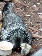 Kuikentjes kip, Dieren en Toebehoren, Pluimvee, Vrouwelijk, Kip