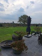 Kroonkraanvogels, Animaux & Accessoires, Oiseaux | Oiseaux Autre, Plusieurs animaux, Bagué