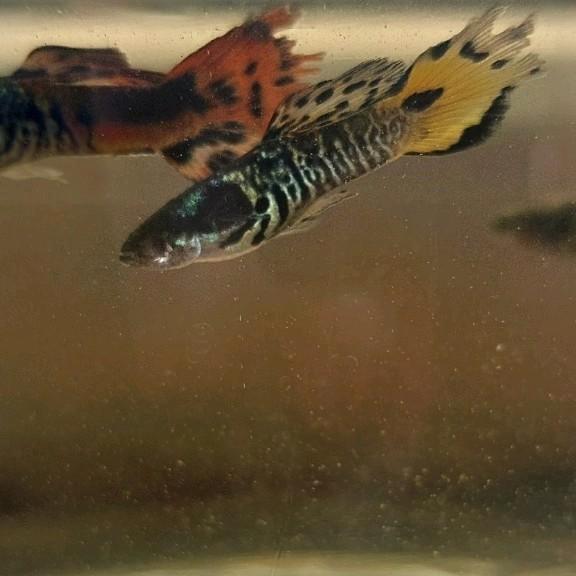 Guppy x endler kruisingen, Dieren en Toebehoren, Vissen | Aquariumvissen