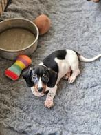 Teckel pup, België, Standaard, Fokker | Hobbymatig, Reu