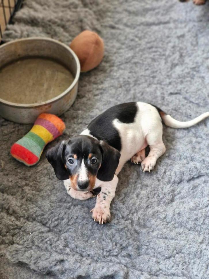 Chiot teckel, Animaux & Accessoires, Chiens | Teckels & Bassets, Chien (mâle), Poils courts, Standard, Éleveur | Loisir, Un chien