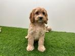 Cockapoo pups (F1), Dieren en Toebehoren, België, 8 tot 15 weken, Parvo, Meerdere