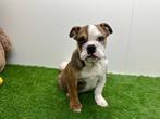 Engelse Bulldog pups, Dieren en Toebehoren, Honden | Bulldogs, Pinschers en Molossers, België, 8 tot 15 weken, CDV (hondenziekte)