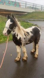 Super leuke Tinker hengst, Dieren en Toebehoren, Pony's, Hengst