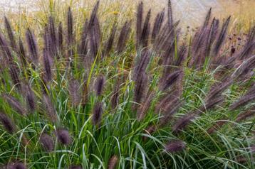 Pennisetum 'Black beauty' beschikbaar voor biedingen