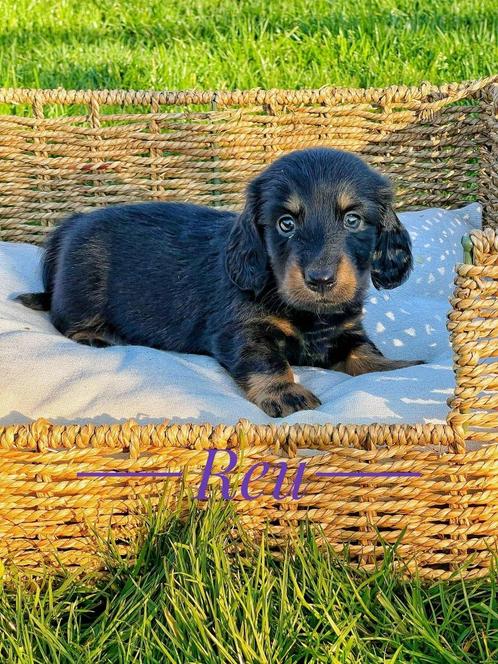 Hier gekweekte langharige teckeltjes te koop, Dieren en Toebehoren, Honden | Teckels en Dashonden, Meerdere dieren, Langhaar, Dwerg