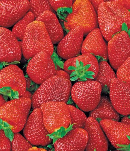 Laatste aardbeiplanten, Tuin en Terras, Planten | Tuinplanten, Ophalen