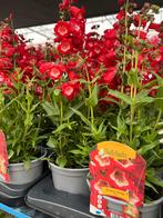 Penstemon Hartwegii Red, Tuin en Terras, Ophalen, Zomer, Vaste plant