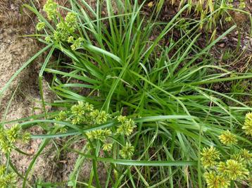 Graminée ornementale Cyperus glaber