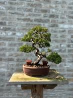 Bonsai collectie te koop wegens inkrimpen hobby, Tuin en Terras, Ophalen