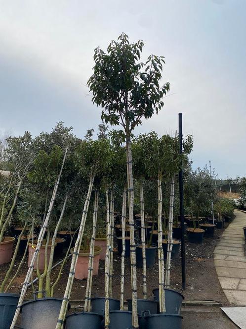 Prunus lusitanica 'Angustifolia', Solitaire Boom., Tuin en Terras, Planten | Bomen, Bolboom, Ophalen