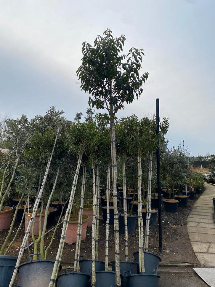 Prunus lusitanica 'Angustifolia'. Solitaire Boom., Tuin en Terras, Planten | Bomen, Bolboom, Ophalen