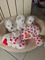 Maltezer kruising-==Maltipom, Hépatite contagieuse (maladie de Rubarth), Chienne, Belgique, Bichon maltais