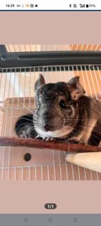 Chinchilla's, chinchilla, Dieren en Toebehoren, Knaagdieren, Chinchilla, Februari, Meerdere dieren, Tam