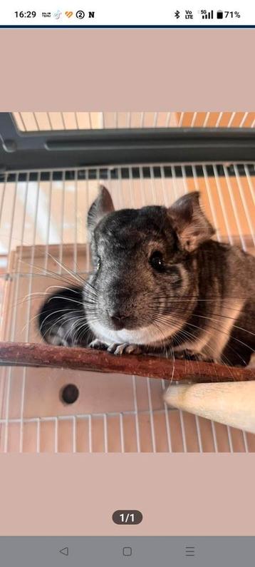 Chinchilla's, chinchilla  beschikbaar voor biedingen