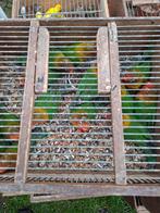 Fischeries  15euro stuk  jonge vogels, Dieren en Toebehoren, Vogels | Parkieten en Papegaaien