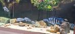 Frontosa Mpimbwe 6x.   Koppel Frontosa kitumba wildvang, Animaux & Accessoires, Poissons | Poissons d'aquarium