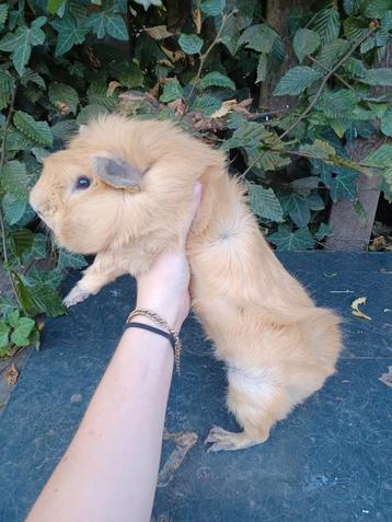 Cuy cavias gezocht! beschikbaar voor biedingen