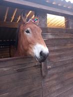 Paard pony of ezeltjes gezocht, Dieren en Toebehoren, Pony's