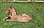 Dun paint veulen quarter ( aqha) x paint ( apha), Dieren en Toebehoren, Minder dan 160 cm, Niet van toepassing, 0 tot 2 jaar, Hengst