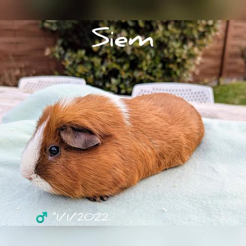 Zeer rustige beer - Siem - adoptie, Dieren en Toebehoren, Knaagdieren, Mannelijk, Cavia, Tam