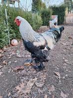 Brahma zilverpatrijs hanen, Dieren en Toebehoren, Pluimvee