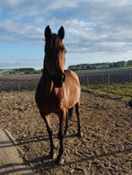 BWP merrie "Flasha", Dieren en Toebehoren, Paarden, Merrie, Gechipt, 160 tot 165 cm, 11 jaar of ouder