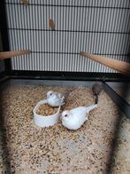 Koopel Bonte Diamant duiven., Dieren en Toebehoren