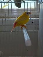 Man gele papegaaiamadine, Dieren en Toebehoren, Vogels | Overige Vogels, Mannelijk, Tropenvogel