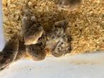 Roboski hamsters, Dieren en Toebehoren, Meerdere dieren, Hamster, Tam