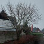 Gratis vellen van je boom /bomen, Ophalen, Zo goed als nieuw