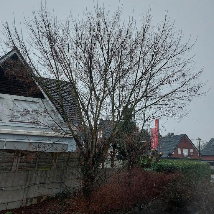 Gratis vellen van je boom /bomen, Diversen, Overige Diversen, Zo goed als nieuw, Ophalen