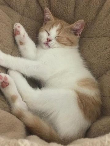 Brits korthaar kitten ️ beschikbaar voor biedingen