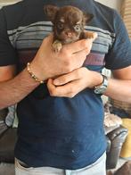 Nestje ♥️ chihuahua pups  particulier, België, Particulier, CDV (hondenziekte), 8 tot 15 weken