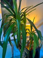 Kamerplant, Tuin en Terras, Ophalen