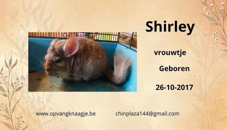 Bumba en shirley zoeken een mooie thuis, Dieren en Toebehoren, Knaagdieren, Vrouwelijk, Chinchilla, Oktober, Tam