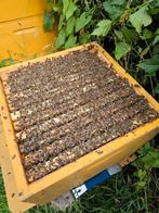 Buckfast bijenvolk - 6 ramer, Dieren en Toebehoren