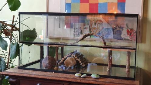 Gerbilarium, Dieren en Toebehoren, Knaagdieren en Konijnen | Hokken en Kooien, Zo goed als nieuw, Kooi, Chinchilla, Hamster, Muis