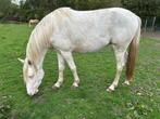 3-jarige cremello merrie, Dieren en Toebehoren, Merrie, Minder dan 160 cm, Gechipt, 3 tot 6 jaar