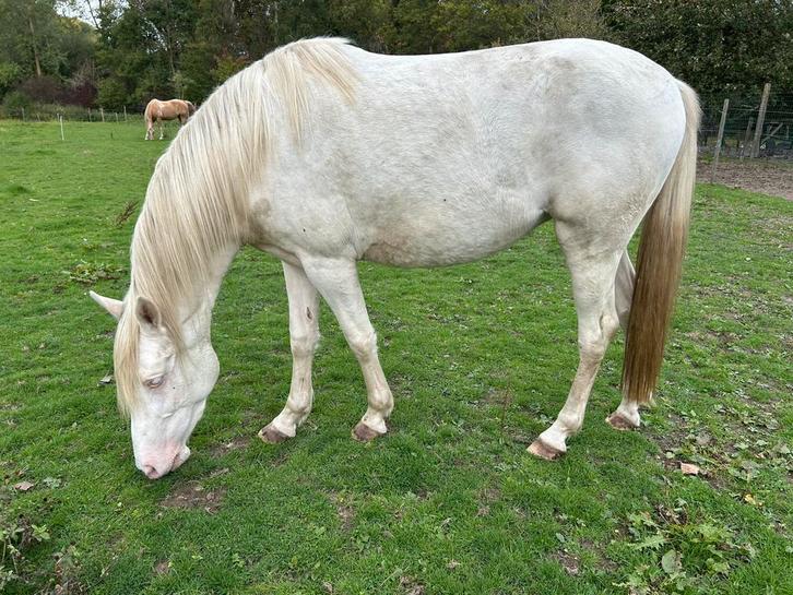 3-jarige cremello merrie, Dieren en Toebehoren, Paarden, Merrie, Onbeleerd, Minder dan 160 cm, 3 tot 6 jaar, Recreatiepaard, Met stamboom
