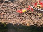Neocaridina red rili, Dieren en Toebehoren, Vissen | Aquariumvissen