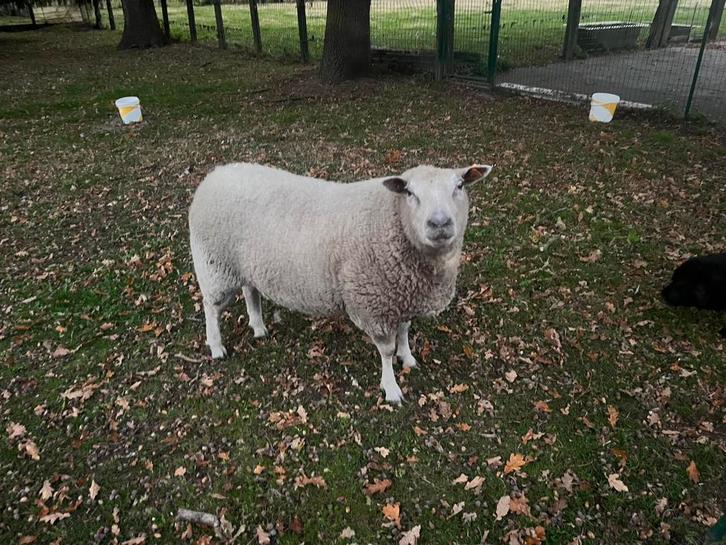 Schaap zoekt nieuwe thuis, Dieren en Toebehoren, Schapen, Geiten en Varkens, Schaap, Mannelijk, 3 tot 5 jaar