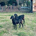 Boergeiten, Dieren en Toebehoren, Schapen, Geiten en Varkens
