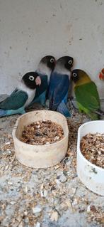 Verschillende personata.s te Koop, Animaux & Accessoires, Oiseaux | Perruches & Perroquets