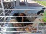 Sierkippen Wyandotte., Sexe inconnu, Poule ou poulet