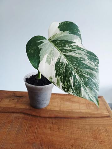 Monstera deliciosa albo variegata  beschikbaar voor biedingen