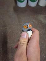 Jonge zebravinken, Dieren en Toebehoren, Vogels | Overige Vogels, Meerdere dieren
