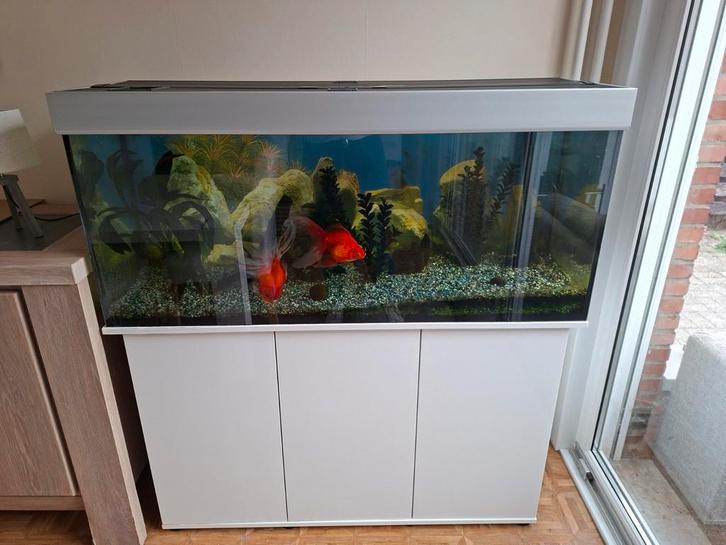 Aquarium met 2 sluierstaarten zoetwater 250 liter, Dieren en Toebehoren, Vissen | Aquaria en Toebehoren, Zo goed als nieuw, Ophalen